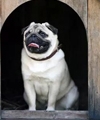 Leaving Dog At Daycare: Things To Know