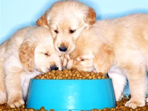 Tips for Dog Care