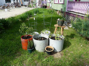Choosing a Right Container for Kitchen Garden