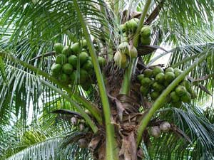 Coconut Trees Growing Tips