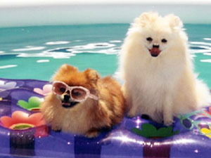 Summer Season Dog Care Tips...!