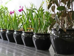 Indoor Plants Summer Care Tips