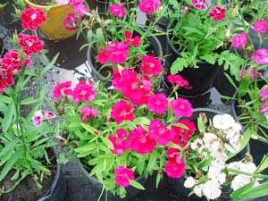 Natural Fertilizers for Houseplants