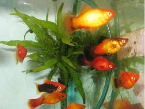 Platy Fish