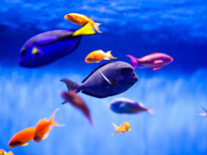 Aquarium Lighting: A Necessary Evil..