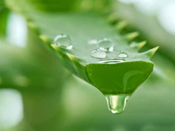 Use Of Aloe Vera For Hair Car