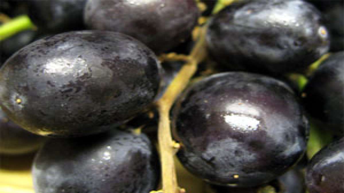 మధుమేహాన్ని పారద్రోలేందుకు ద్రాక్ష తినండి! Black Grapes cure Diabetes