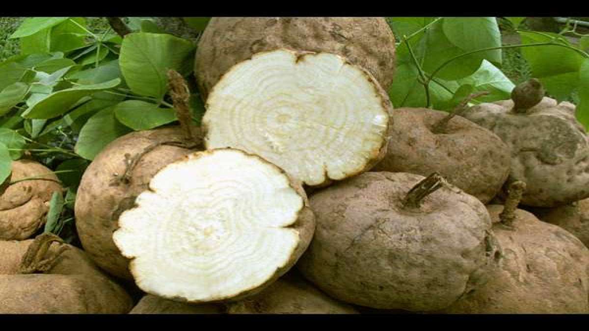Yams benefits in telugu మహిళల్లో సంతానోత్పత్తిని పెంచడంలో చిలగడదుంపలు