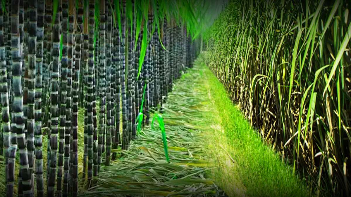 సంక్రాంతి రోజున నల్ల చెరకు లేకుండా సంక్రాంతి పూర్తి కాదు..దీని వెనుక