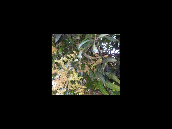 చూత పత్రం: