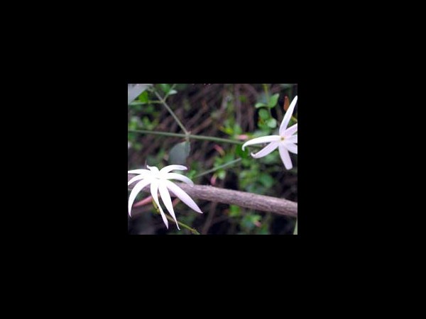 జాజి పత్రం: