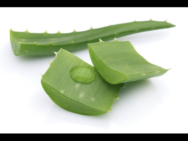 కలబంద: