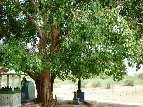 రావి చెట్టు