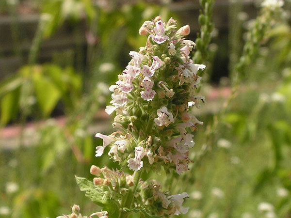 à°à°¾à°¤à±à°¨à°¿à°ªà±