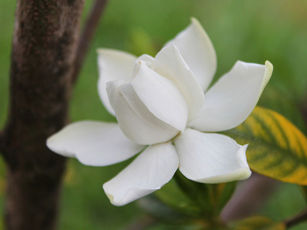 గార్డేనియా