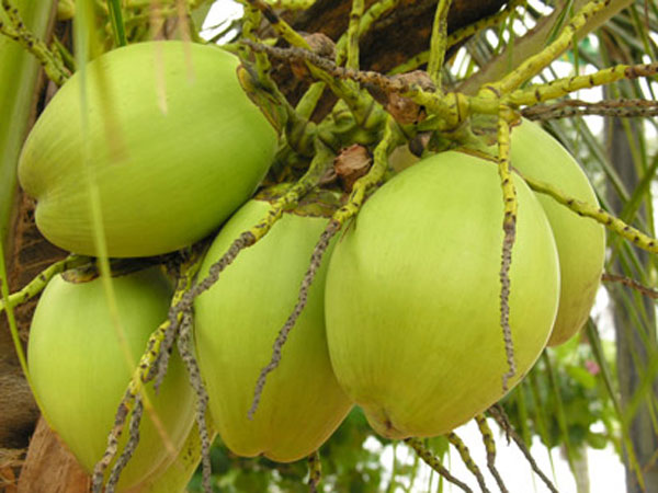 కొబ్బరి బోండాం: