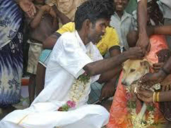 వ్యవసాయదారుడు, కుక్క
