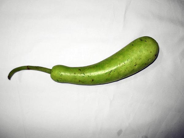 సొరకాయ