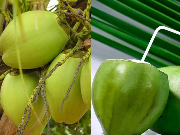 కొబ్బరి నీరు