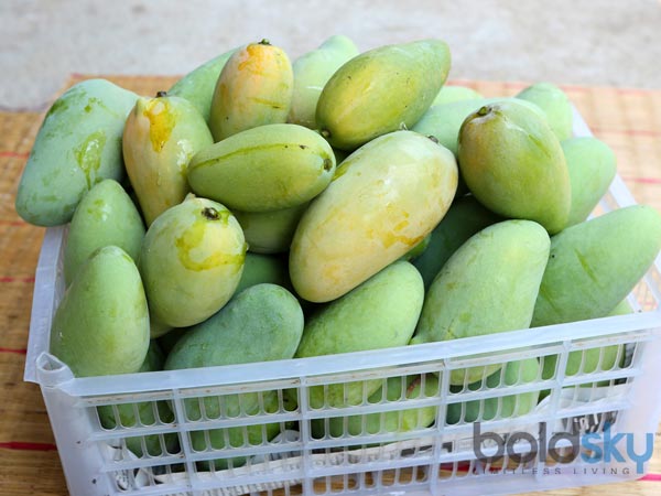 వ్యాధినిరోధక వ్యవస్థ
