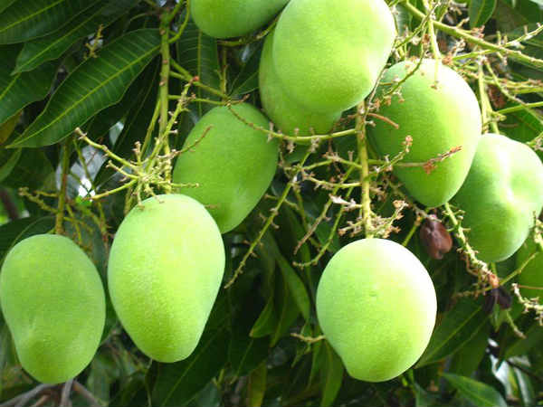 మార్నింగ్ సిక్ నెస్