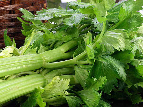 సెలరీ: