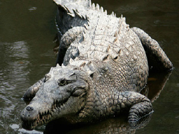 3. మొసలి