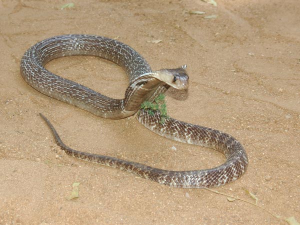 9. పాము