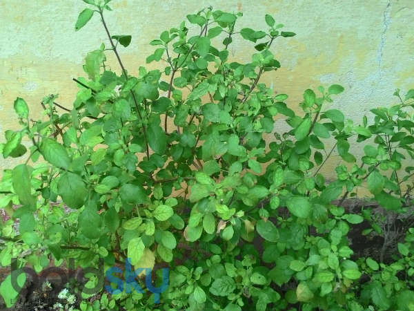 1. తులసి