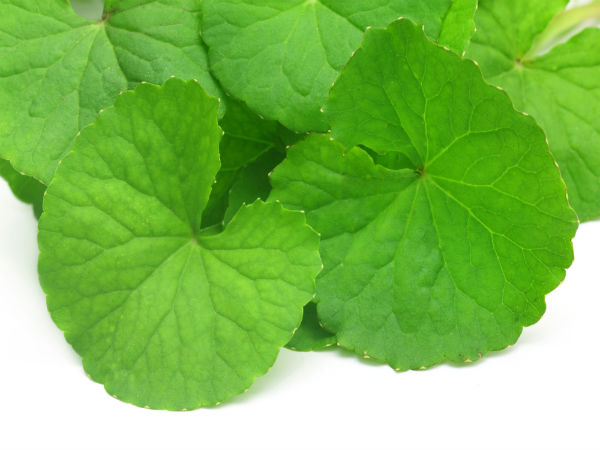 7. కలబంద