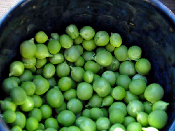 15. గ్రీన్ బఠానీలు (పీస్)