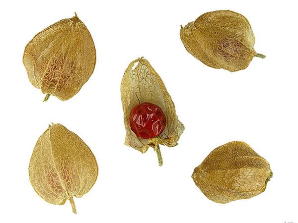 15. అశ్వగంధ