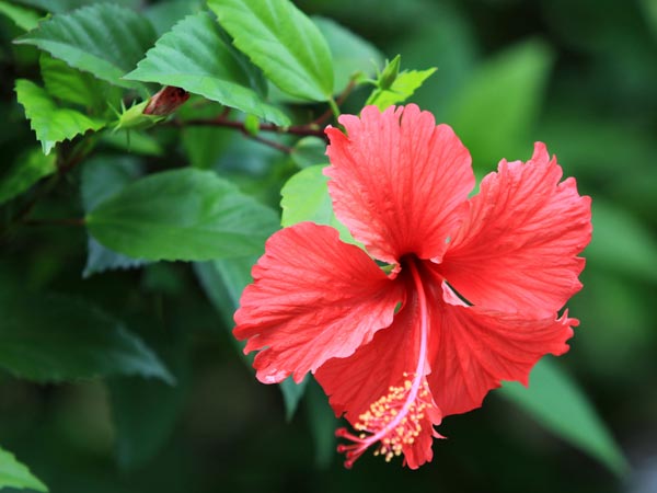 29. మందారం (హైబిస్కస్ )