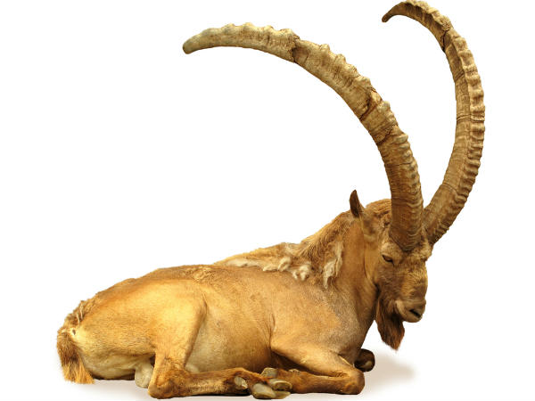 మకరం (డిసెంబర్ 22 - జనవరి 19)