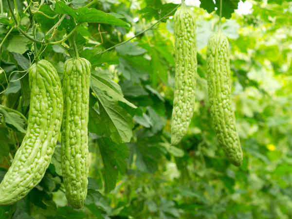 11. బిట్టర్ గోర్డ్ :