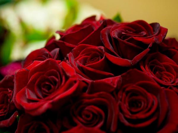 రోజ్ డే (గులాబీ దినోత్సవం) ఫిబ్రవరి 7