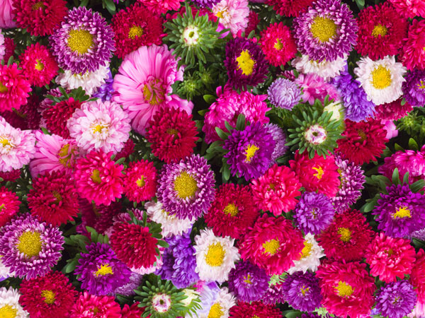 ఎస్టర్ :