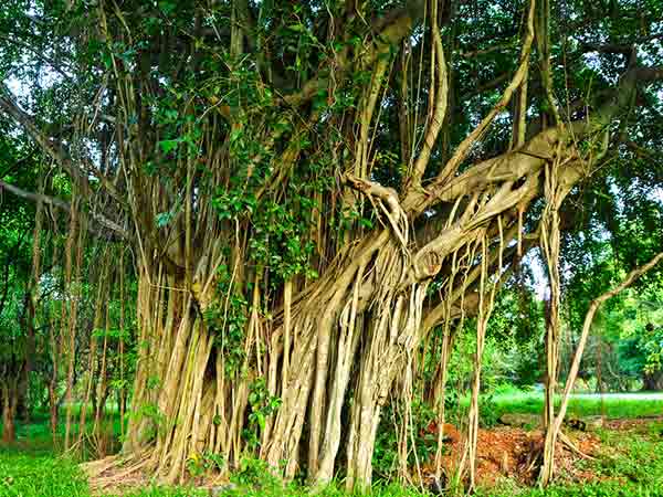 6. బన్యన్ ట్రీ బార్క్: