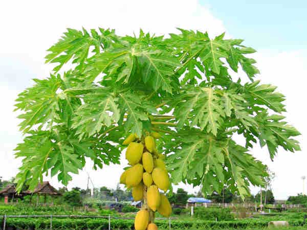 బొప్పాయి ఆకు