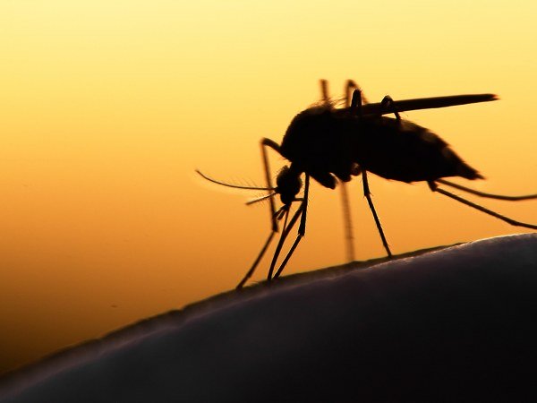 లింఫాటిక్ ఫైలేరియాసిస్ (ఎలిఫాంటియాసిస్):