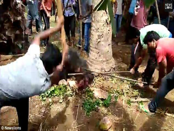 మత్స్యకారులను భయపెట్టాయి