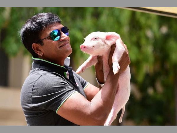 పందిపిల్ల సెక్యూర్డ్గా ఫీలైనపుడు