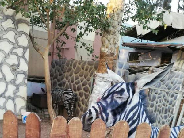 సింహం అనుకున్నారు