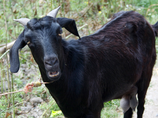 Not Just Women Now Men Raping Goats Pregnant Goat Dies After Alleged Gang Rape By 8 Men