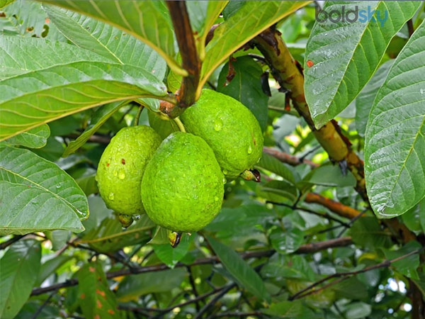 8. జామ ఆకులు