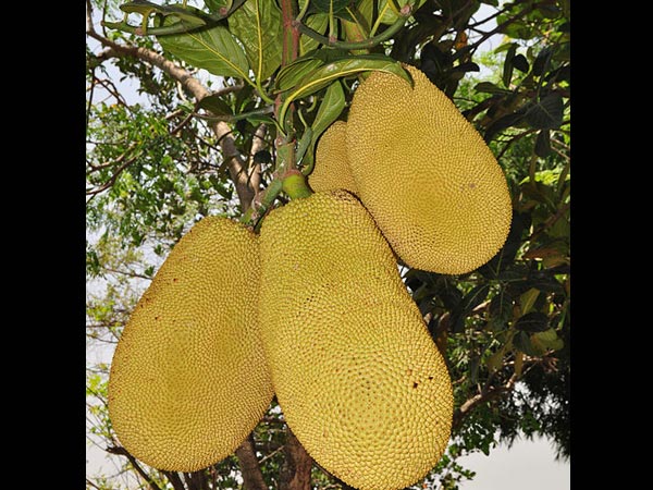 5. మధుమేహం నివారణిగా: