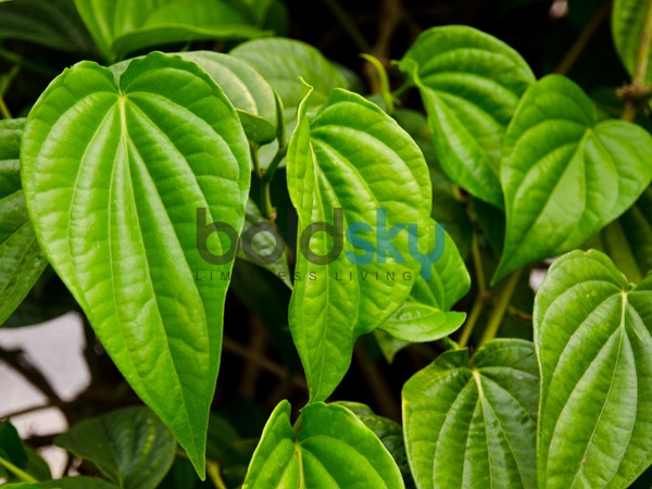 తమలపాకులు :