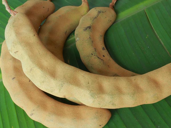 4. చింతాకు పొడి :
