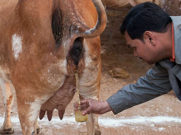 ఆవు మూత్రం