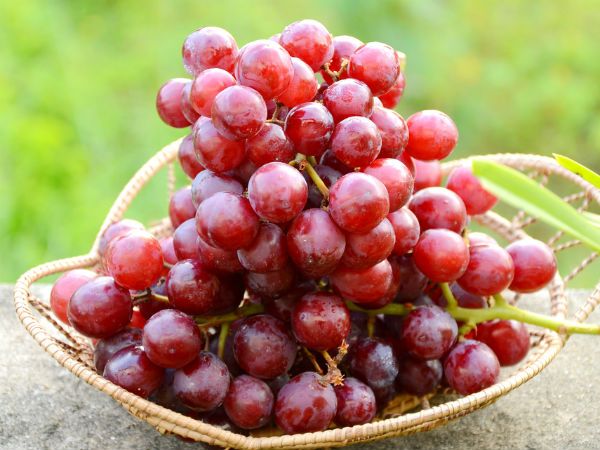 ద్రాక్ష